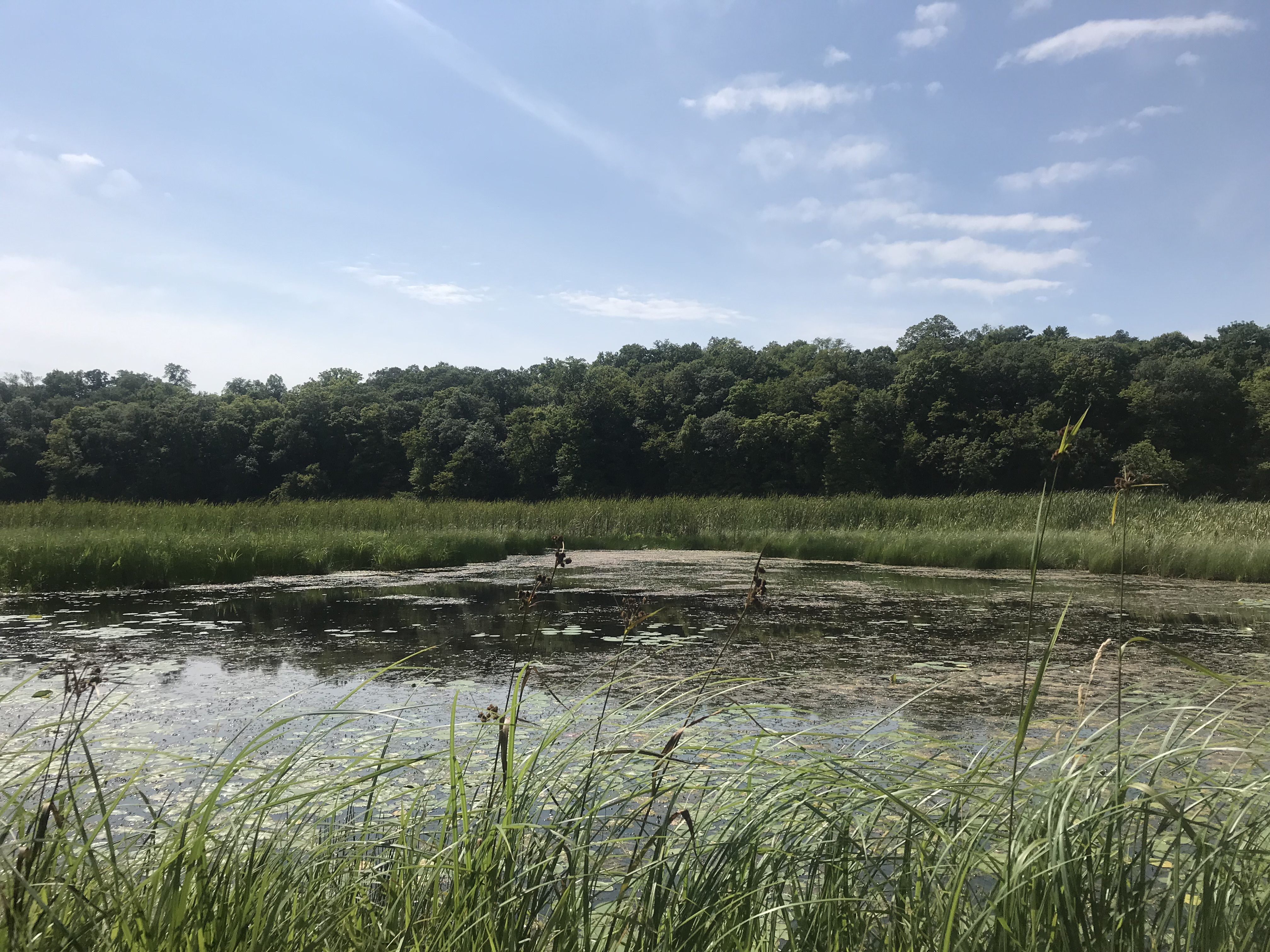 Restored wetland habitat on a protected site in Hennepin County.